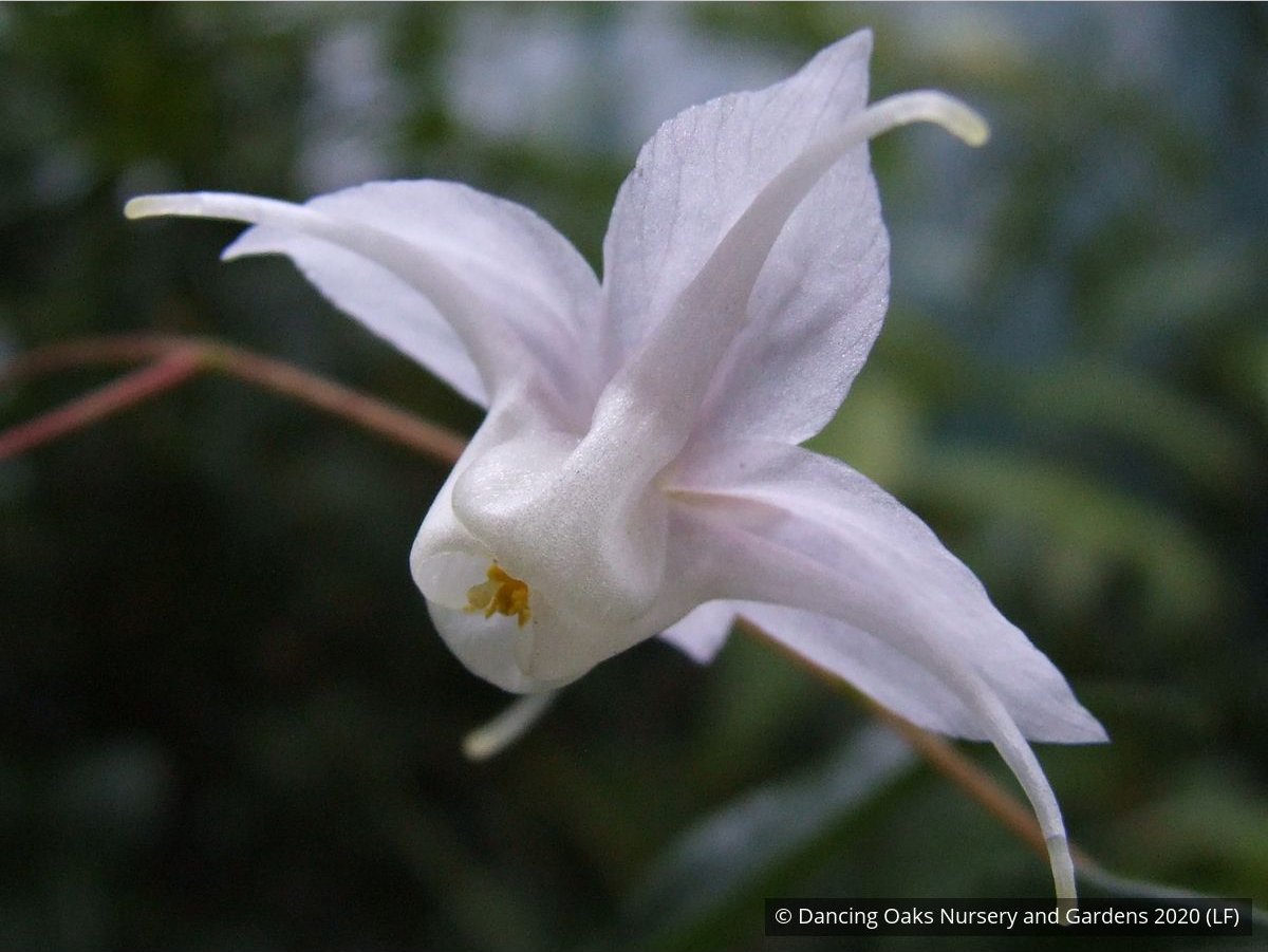 Perennials ~ Epimedium ogisui, Ogisu's Fairy Wings ~ Dancing Oaks Nursery and Gardens ~ Retail Nursery ~ Mail Order Nursery
