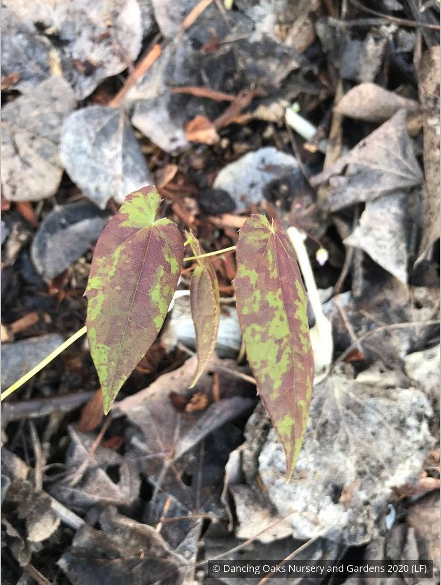 Perennials ~ Epimedium ogisui, Ogisu's Fairy Wings ~ Dancing Oaks Nursery and Gardens ~ Retail Nursery ~ Mail Order Nursery