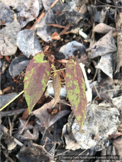 Perennials ~ Epimedium ogisui, Ogisu's Fairy Wings ~ Dancing Oaks Nursery and Gardens ~ Retail Nursery ~ Mail Order Nursery