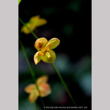 Perennials ~ Epimedium x warleyense 'Orange Queen' (syn. 'Orange königin'), Barrenwort ~ Dancing Oaks Nursery and Gardens ~ Retail Nursery ~ Mail Order Nursery