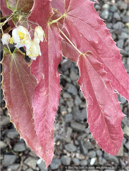 Epimedium wushanense 'Spiny Leaf Form', Barrenwort, Bishop's Hat