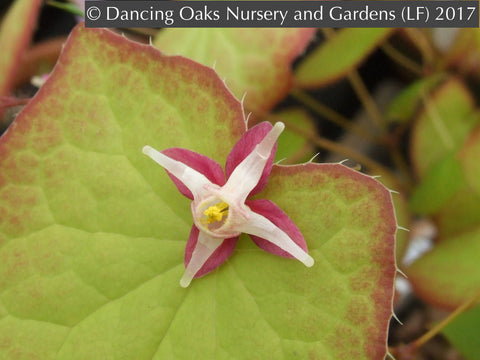 Perennials ~ Epimedium x rubrum, Barrenwort ~ Dancing Oaks Nursery and Gardens ~ Retail Nursery ~ Mail Order Nursery