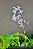 Perennials ~ Epimedium x youngianum 'Kozakura', Barrenwort ~ Dancing Oaks Nursery and Gardens ~ Retail Nursery ~ Mail Order Nursery