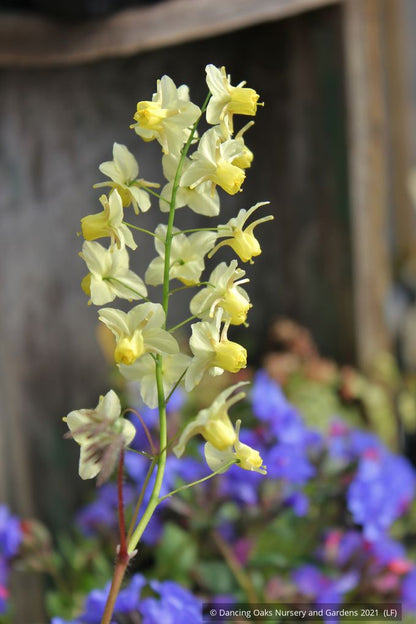 Epimedium x versicolor 'Sulphureum', Barrenwort