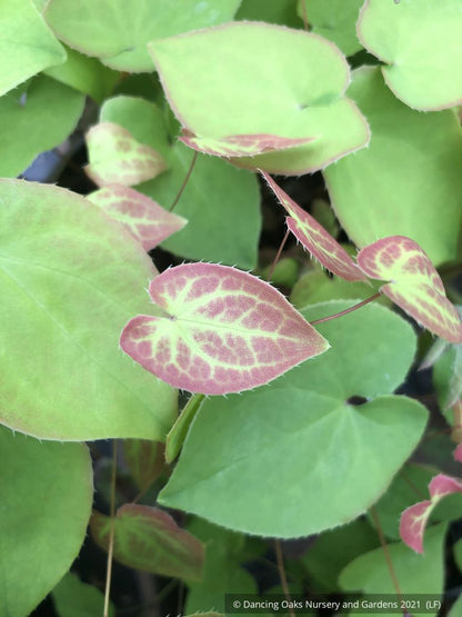Epimedium x versicolor 'Sulphureum', Barrenwort