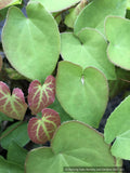 Epimedium x versicolor 'Sulphureum', Barrenwort