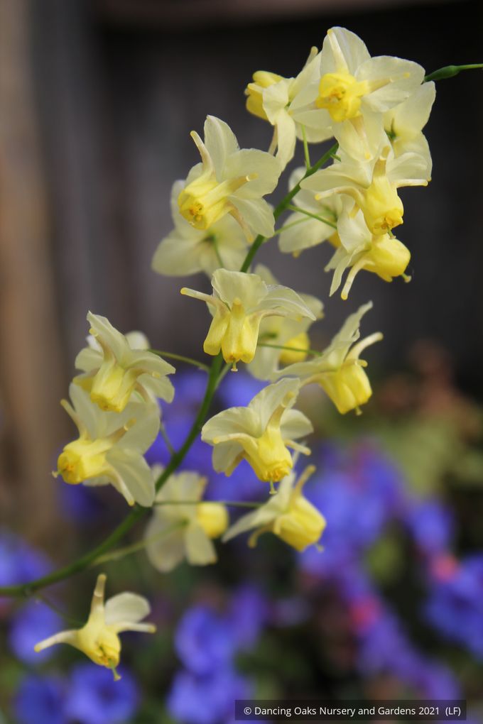 Epimedium x versicolor 'Sulphureum', Barrenwort