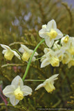 Epimedium x versicolor 'Sulphureum', Barrenwort