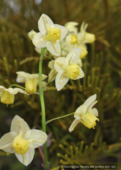 Epimedium x versicolor 'Sulphureum', Barrenwort