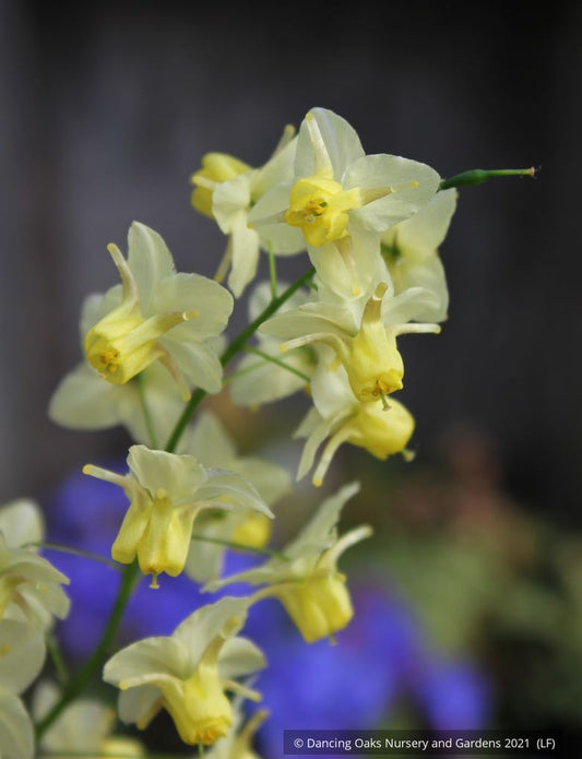 Epimedium x versicolor 'Sulphureum', Barrenwort