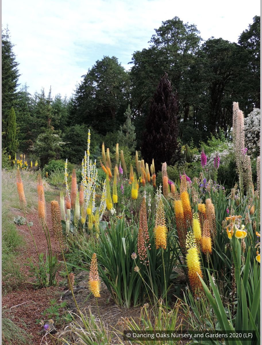Bulbs & Tubers ~ Eremurus 'White Beauty', Foxtail Lily ~ Dancing Oaks Nursery and Gardens ~ Retail Nursery ~ Mail Order Nursery