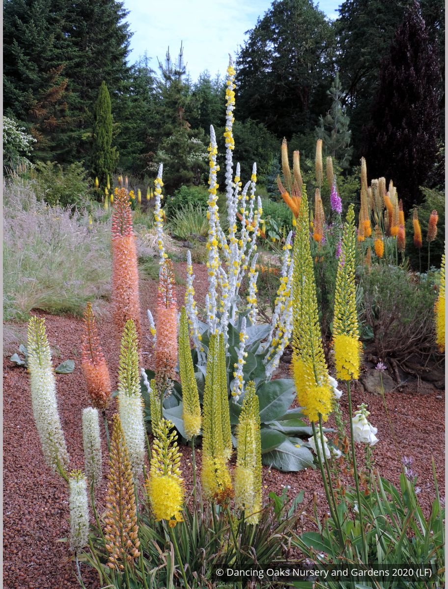 Bulbs & Tubers ~ Eremurus 'White Beauty', Foxtail Lily ~ Dancing Oaks Nursery and Gardens ~ Retail Nursery ~ Mail Order Nursery