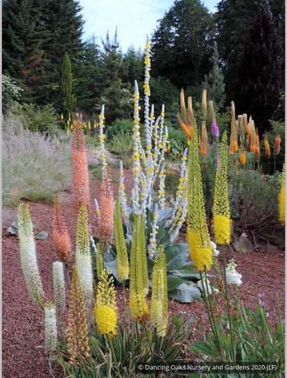 Bulbs & Tubers ~ Eremurus 'White Beauty', Foxtail Lily ~ Dancing Oaks Nursery and Gardens ~ Retail Nursery ~ Mail Order Nursery
