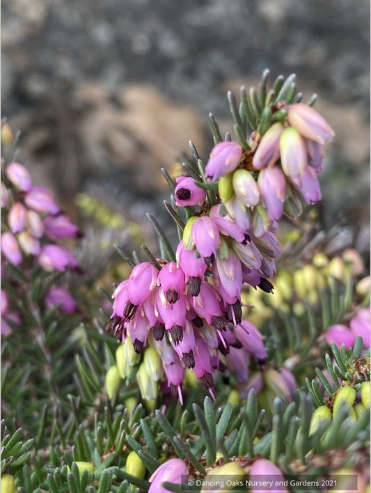 Erica x darleyensis ‘Kramers Rote’
