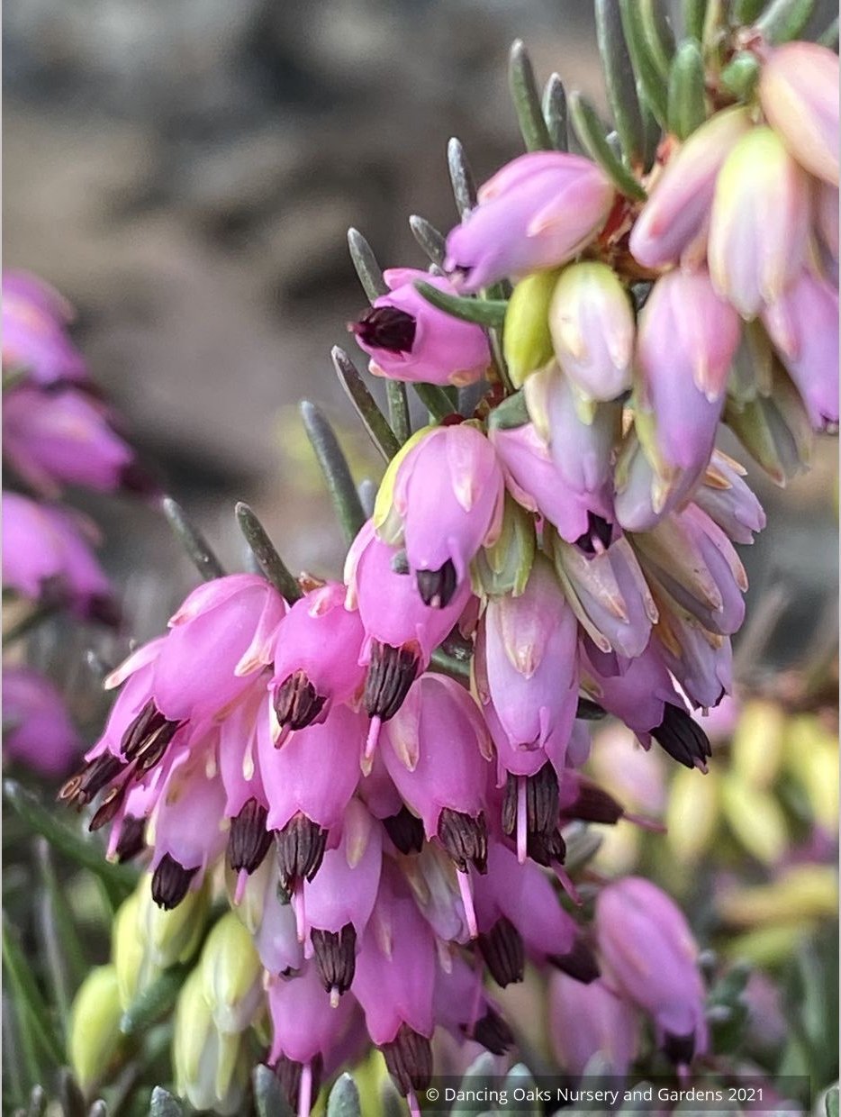 Erica x darleyensis ‘Kramers Rote’