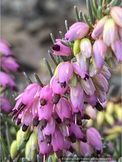 Erica x darleyensis ‘Kramers Rote’