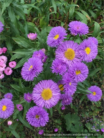 Perennials ~ Erigeron speciosus 'Azurfee' Azure Fairy, Fleabane ~ Dancing Oaks Nursery and Gardens ~ Retail Nursery ~ Mail Order Nursery