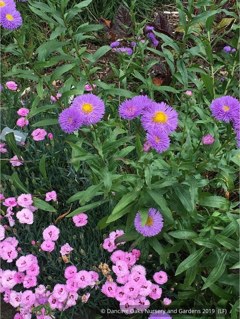 Perennials ~ Erigeron speciosus 'Azurfee' Azure Fairy, Fleabane ~ Dancing Oaks Nursery and Gardens ~ Retail Nursery ~ Mail Order Nursery