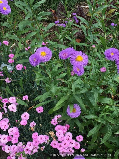 Perennials ~ Erigeron speciosus 'Azurfee' Azure Fairy, Fleabane ~ Dancing Oaks Nursery and Gardens ~ Retail Nursery ~ Mail Order Nursery