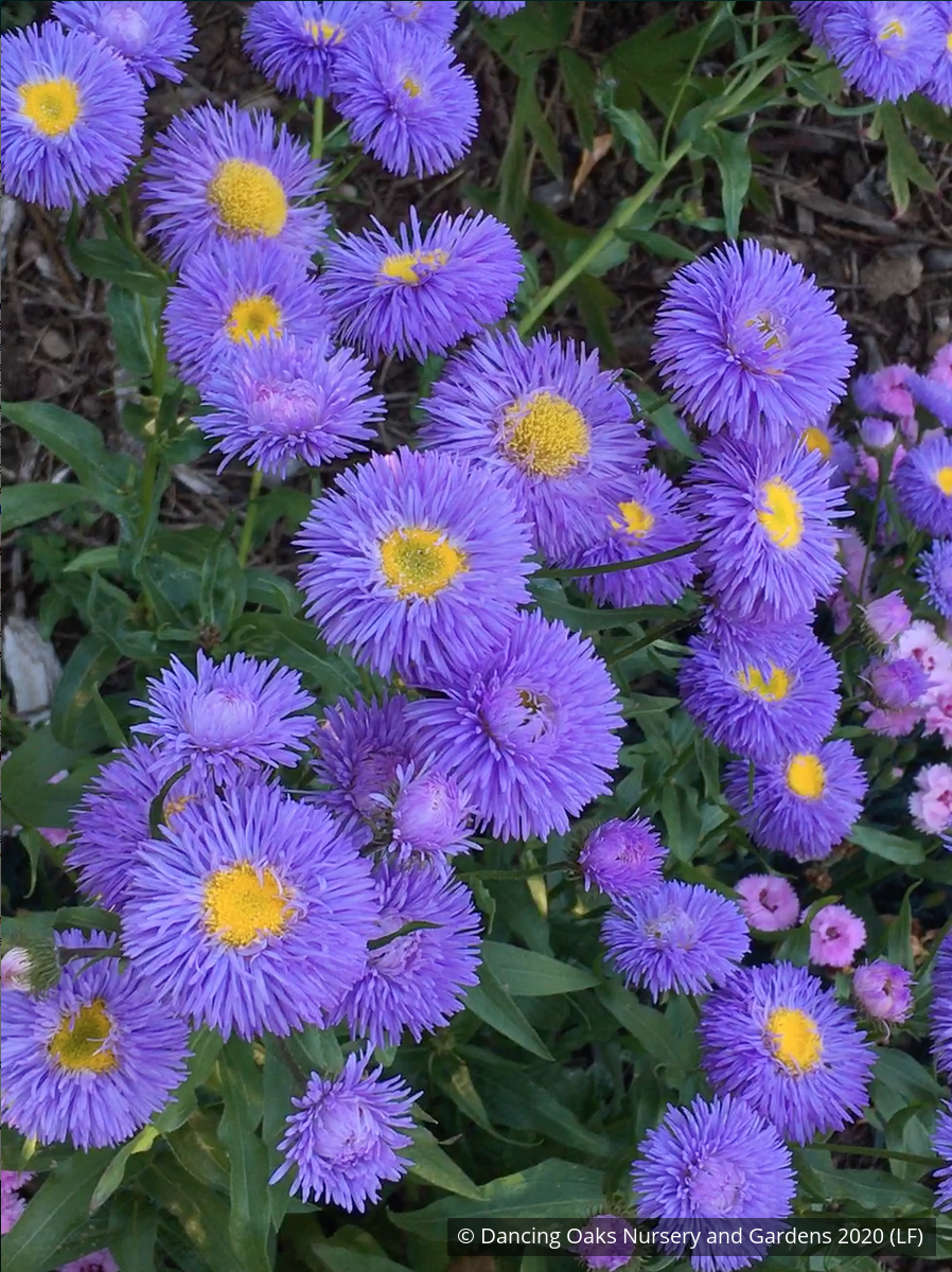 Perennials ~ Erigeron speciosus 'Azurfee' Azure Fairy, Fleabane ~ Dancing Oaks Nursery and Gardens ~ Retail Nursery ~ Mail Order Nursery