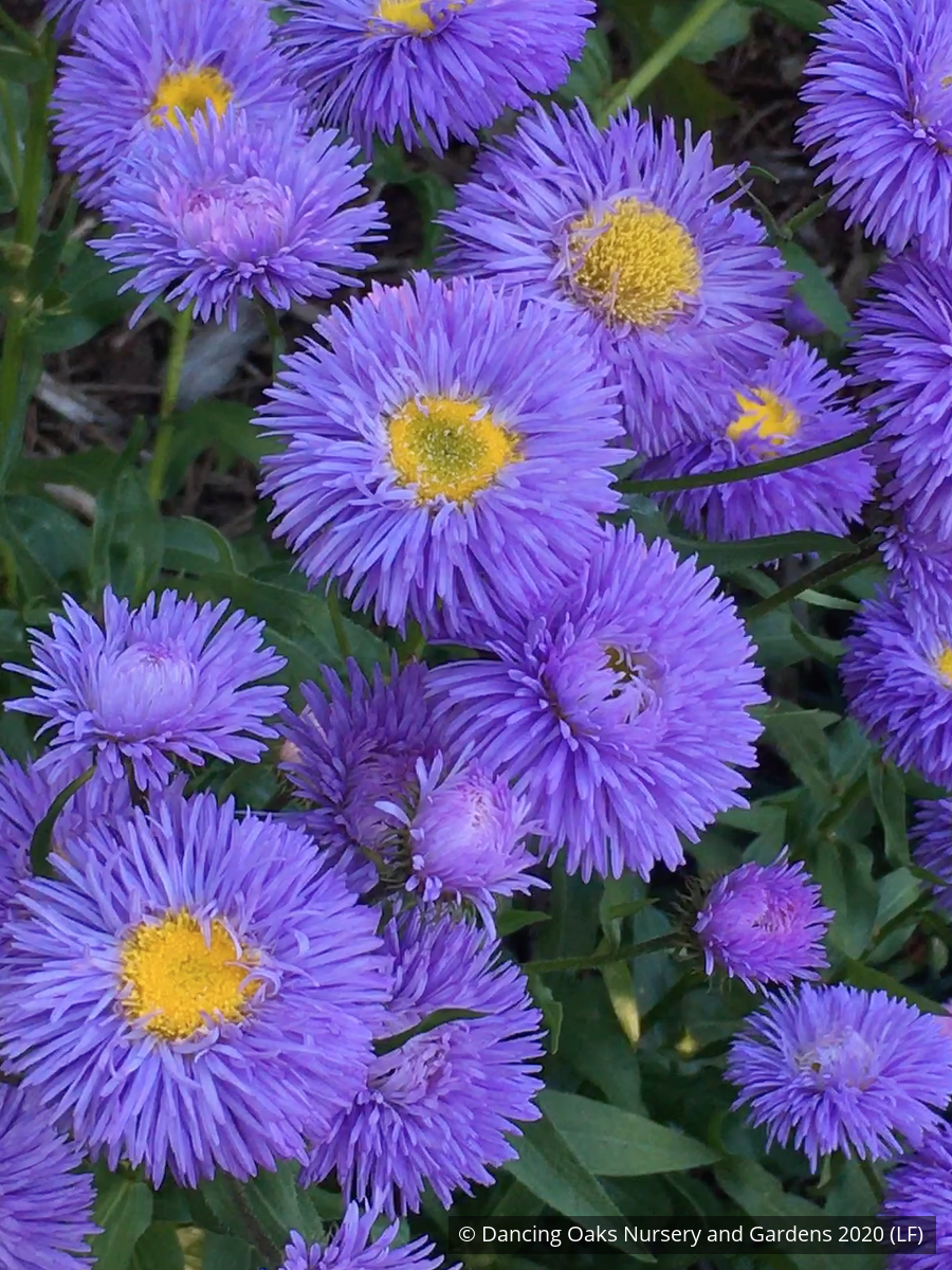 Perennials ~ Erigeron speciosus 'Azurfee' Azure Fairy, Fleabane ~ Dancing Oaks Nursery and Gardens ~ Retail Nursery ~ Mail Order Nursery