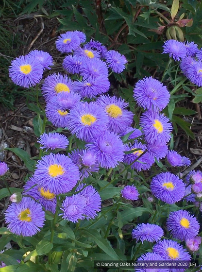 Perennials ~ Erigeron speciosus 'Azurfee' Azure Fairy, Fleabane ~ Dancing Oaks Nursery and Gardens ~ Retail Nursery ~ Mail Order Nursery