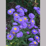 Perennials ~ Erigeron speciosus 'Azurfee' Azure Fairy, Fleabane ~ Dancing Oaks Nursery and Gardens ~ Retail Nursery ~ Mail Order Nursery