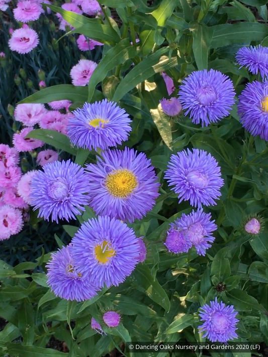 Perennials ~ Erigeron speciosus 'Azurfee' Azure Fairy, Fleabane ~ Dancing Oaks Nursery and Gardens ~ Retail Nursery ~ Mail Order Nursery