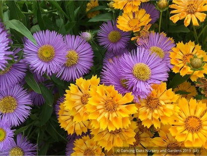 Perennials ~ Coreopsis Jethro Tull™ PP18,789, Tickseed ~ Dancing Oaks Nursery and Gardens ~ Retail Nursery ~ Mail Order Nursery