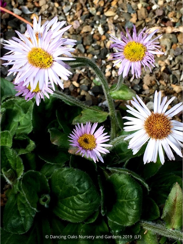 Perennials ~ Erigeron pulchellus 'Meadow Muffin' ~ Dancing Oaks Nursery and Gardens ~ Retail Nursery ~ Mail Order Nursery