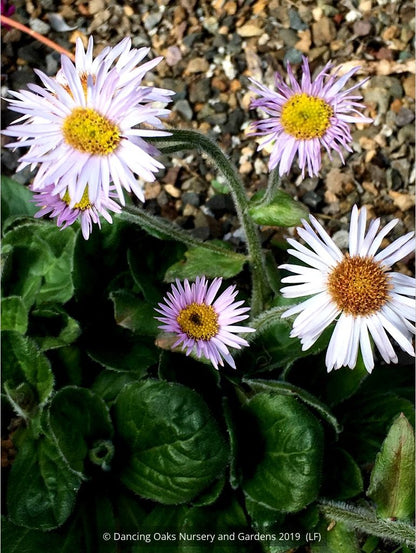 Perennials ~ Erigeron pulchellus 'Meadow Muffin' ~ Dancing Oaks Nursery and Gardens ~ Retail Nursery ~ Mail Order Nursery