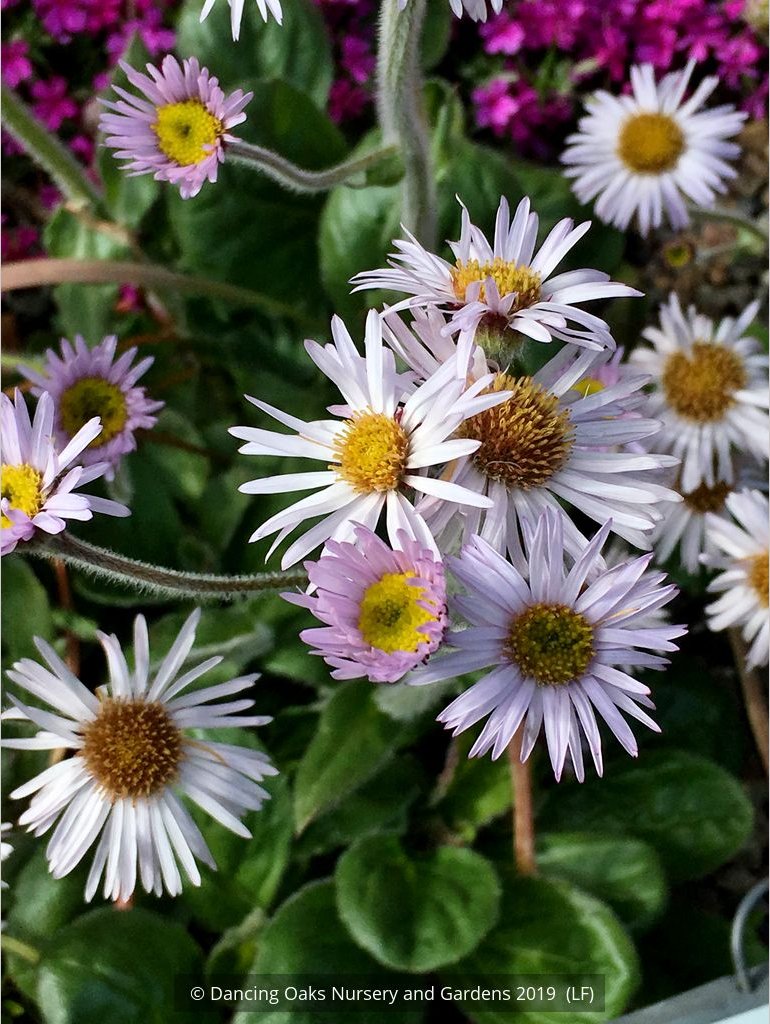 Perennials ~ Erigeron pulchellus 'Meadow Muffin' ~ Dancing Oaks Nursery and Gardens ~ Retail Nursery ~ Mail Order Nursery
