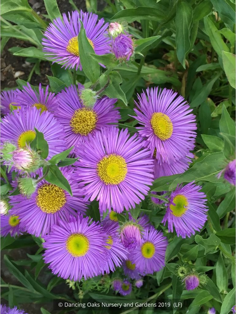 Perennials ~ Erigeron 'Darkest of All', Fleabane Daisy ~ Dancing Oaks Nursery and Gardens ~ Retail Nursery ~ Mail Order Nursery