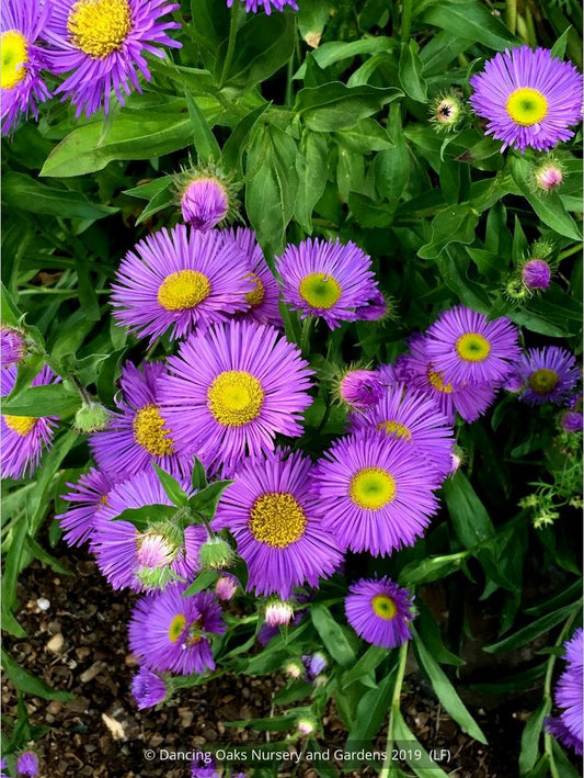 Perennials ~ Erigeron 'Darkest of All', Fleabane Daisy ~ Dancing Oaks Nursery and Gardens ~ Retail Nursery ~ Mail Order Nursery