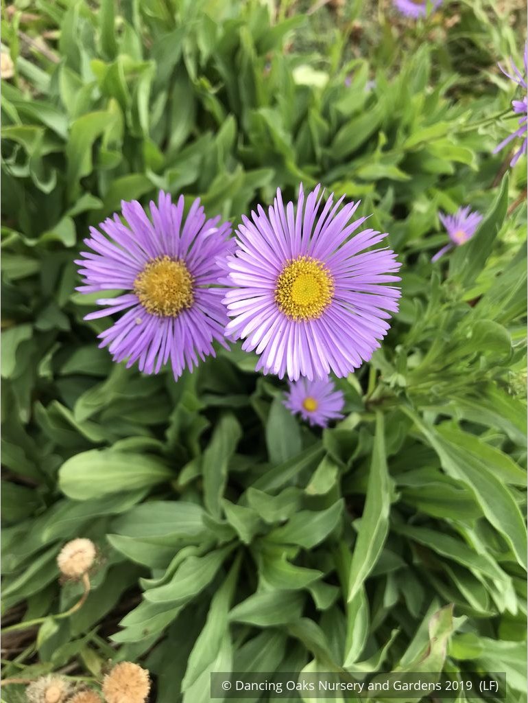 Perennials ~ Erigeron 'Darkest of All', Fleabane Daisy ~ Dancing Oaks Nursery and Gardens ~ Retail Nursery ~ Mail Order Nursery