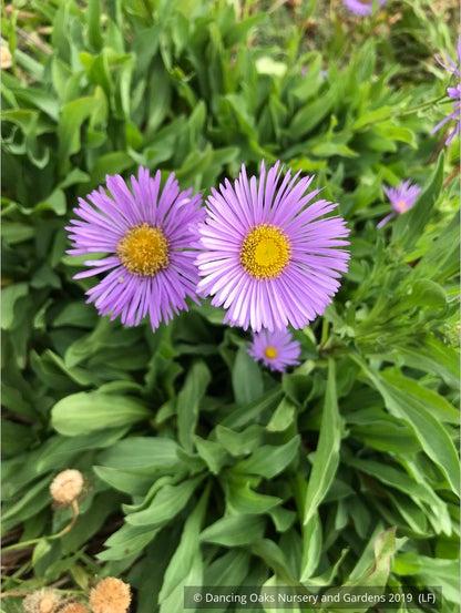 Perennials ~ Erigeron 'Darkest of All', Fleabane Daisy ~ Dancing Oaks Nursery and Gardens ~ Retail Nursery ~ Mail Order Nursery