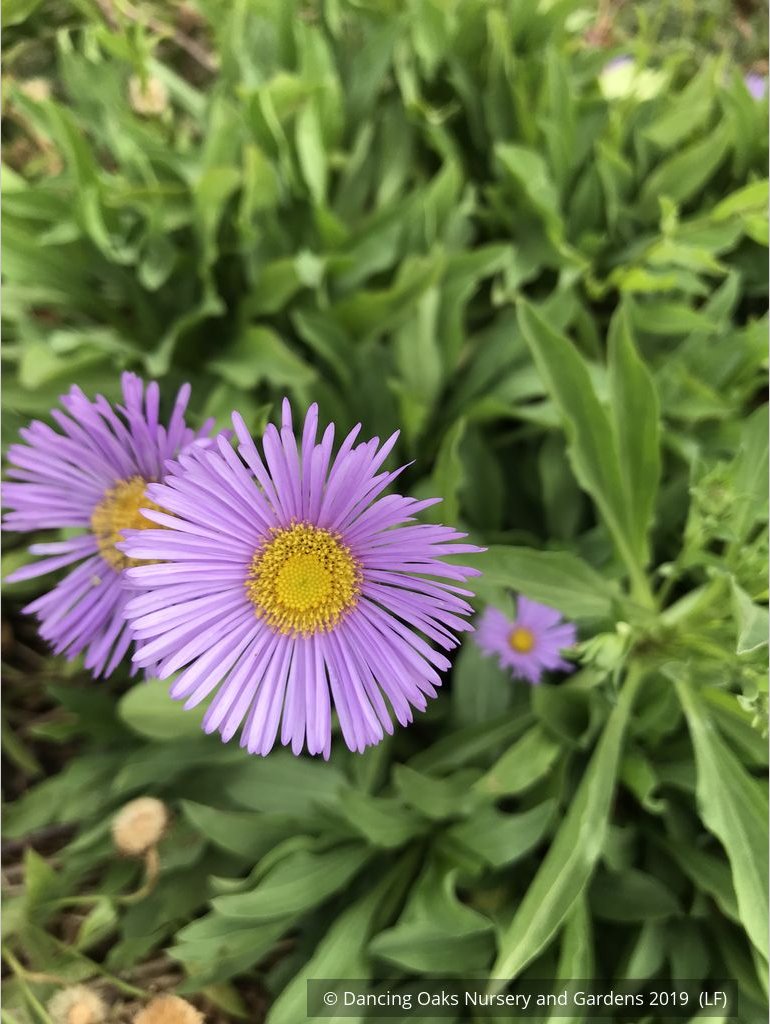 Perennials ~ Erigeron 'Darkest of All', Fleabane Daisy ~ Dancing Oaks Nursery and Gardens ~ Retail Nursery ~ Mail Order Nursery