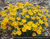 Perennials ~ Eriophyllum lanatum 'Takilma Gold', Takilma Gold Oregon Sunshine ~ Dancing Oaks Nursery and Gardens ~ Retail Nursery ~ Mail Order Nursery