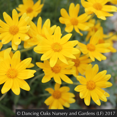 Perennials ~ Eriophyllum lanatum 'Takilma Gold', Takilma Gold Oregon Sunshine ~ Dancing Oaks Nursery and Gardens ~ Retail Nursery ~ Mail Order Nursery