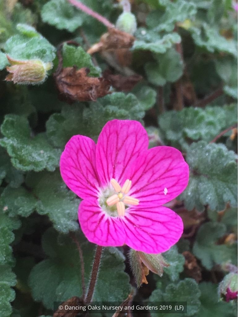 Perennials ~ Erodium x variabile 'Bishop's Form', Pink Cranesbill ~ Dancing Oaks Nursery and Gardens ~ Retail Nursery ~ Mail Order Nursery