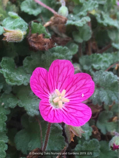 Perennials ~ Erodium x variabile 'Bishop's Form', Pink Cranesbill ~ Dancing Oaks Nursery and Gardens ~ Retail Nursery ~ Mail Order Nursery