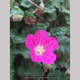 Perennials ~ Erodium x variabile 'Bishop's Form', Pink Cranesbill ~ Dancing Oaks Nursery and Gardens ~ Retail Nursery ~ Mail Order Nursery