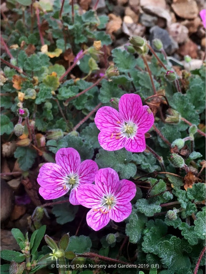 Perennials ~ Erodium x variabile 'Bishop's Form', Pink Cranesbill ~ Dancing Oaks Nursery and Gardens ~ Retail Nursery ~ Mail Order Nursery