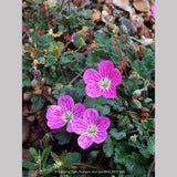 Perennials ~ Erodium x variabile 'Bishop's Form', Pink Cranesbill ~ Dancing Oaks Nursery and Gardens ~ Retail Nursery ~ Mail Order Nursery