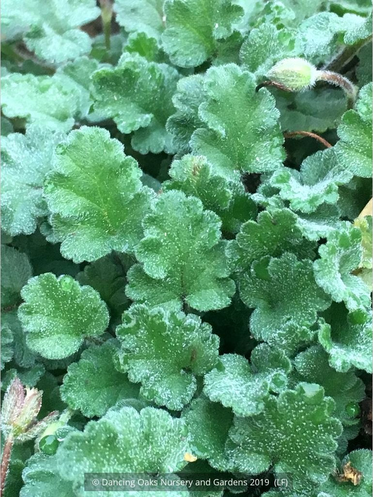 Perennials ~ Erodium x variabile 'Bishop's Form', Pink Cranesbill ~ Dancing Oaks Nursery and Gardens ~ Retail Nursery ~ Mail Order Nursery