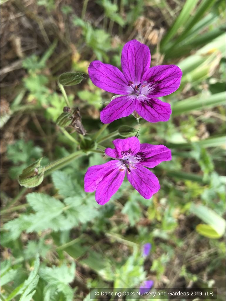 Perennials ~ Erodium manescavii, Heron's Bill ~ Dancing Oaks Nursery and Gardens ~ Retail Nursery ~ Mail Order Nursery