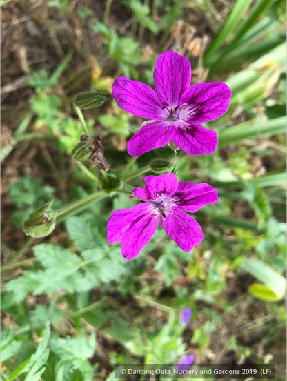 Perennials ~ Erodium manescavii, Heron's Bill ~ Dancing Oaks Nursery and Gardens ~ Retail Nursery ~ Mail Order Nursery