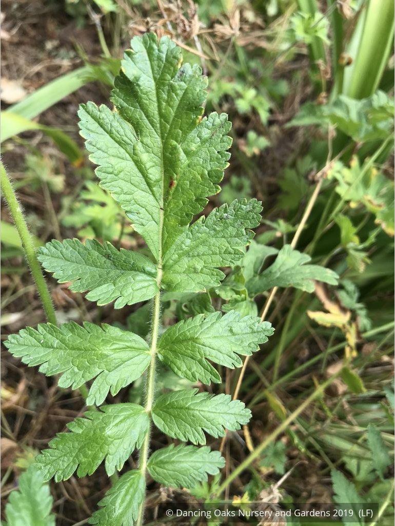 Perennials ~ Erodium manescavii, Heron's Bill ~ Dancing Oaks Nursery and Gardens ~ Retail Nursery ~ Mail Order Nursery