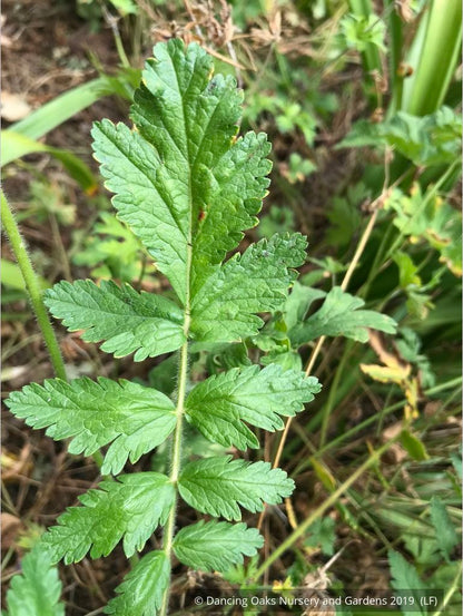 Perennials ~ Erodium manescavii, Heron's Bill ~ Dancing Oaks Nursery and Gardens ~ Retail Nursery ~ Mail Order Nursery
