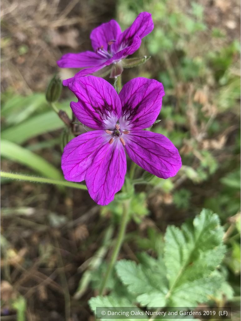Perennials ~ Erodium manescavii, Heron's Bill ~ Dancing Oaks Nursery and Gardens ~ Retail Nursery ~ Mail Order Nursery
